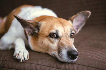 Cute red and white dog lying in the sofa, close up portrait.