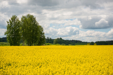Obraz premium Rapeseed, canola or colza in Latin Brassica Napus, rape seed is plant for green energy and oil industry, springtime golden flowering field and group of two lindens and three crosses
