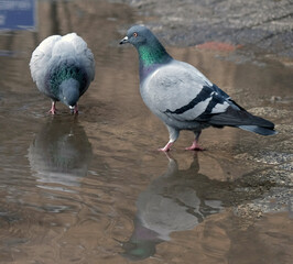 pigeons drinking in a puddle