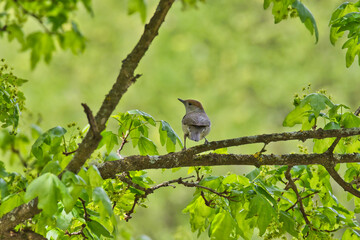 Ein kleiner, grauer Singvogel auf einem Zweig in Rückansicht vor schönem Bokeh
