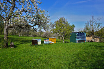 Bienenstöcke, Bienenhaus und Brennholzstapel