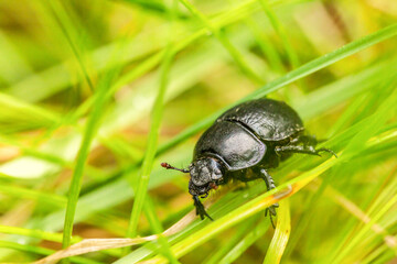close up of a Anoplotrupes stercorosus, forest dung beetle