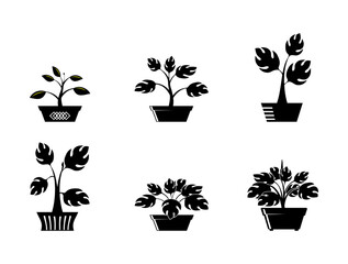 aglaonema flower pot icon vector silhouette