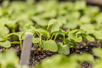 Close up of young cultivated radish plantlets in a vegetable patch