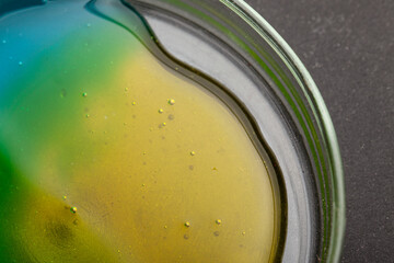 Petri dishes with a colored liquids on black background close-up. 