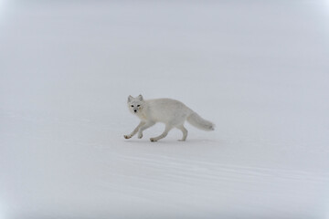 Obraz na płótnie Canvas Arctic fox in winter time in Siberian tundra