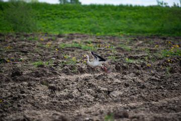 Birds - the white stork (Ciconia ciconia) takes off in wings for a flight over a plowed muddy field