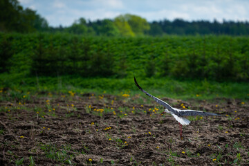 Birds - the white stork (Ciconia ciconia) takes off in wings for a flight over a plowed muddy field