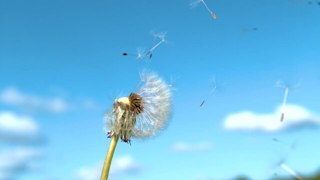 SLOW MOTION, COPY SPACE, CLOSE UP, DOF: Warm summer winds sweep away the fluffy white dandelion seeds. Scenic shot of a dandelion head getting blown away by the breeze. Soft and fluffy flower head.