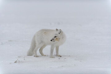 Arctic fox in winter time in Siberian tundra