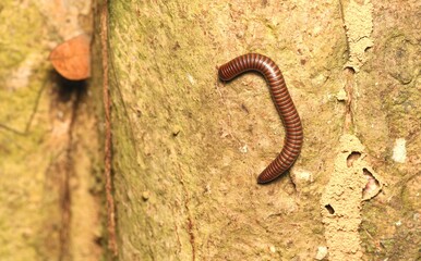Journey of Giant Millipede on The Tree