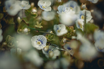 Fototapeta premium Flowers in garden