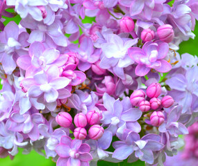 Naklejka na ściany i meble Lilac flowers in spring garden. Closeup.