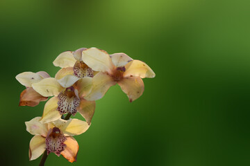 Yellow colour Cymbidium , commonly known as boat orchid - obrazy, fototapety, plakaty