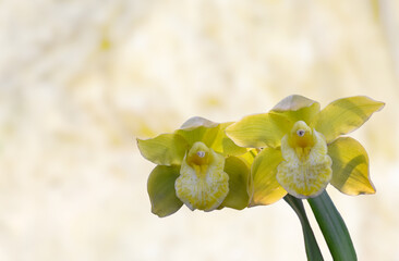 Yellow colour Cymbidium , commonly known as boat orchid