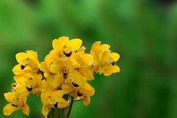 Yellow colour Cymbidium , commonly known as boat orchid