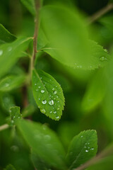 rain drops on a green leaf