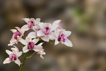 Fototapeta na wymiar Pink colour Cymbidium , commonly known as boat orchid