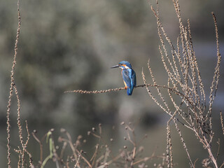 Perched european common kingfisher