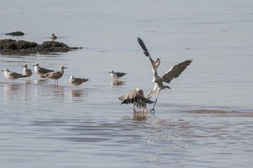 Douro river herons fighting