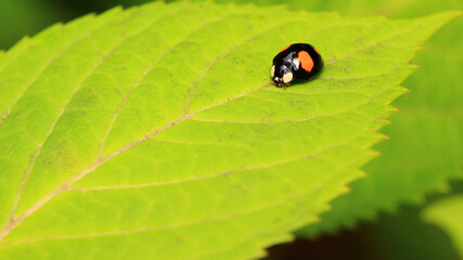 Ladybug (Harmonia Axyridis) on The Leaves