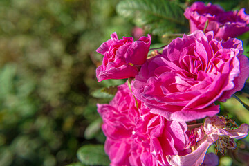 Fototapeta premium Just rose - 04