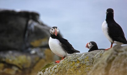 Atlantic Puffin on a rock looking at the camera - Iceland.