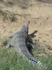 alligator in the swamp