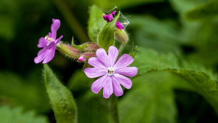 Red Campion, also known as Red Catchfly