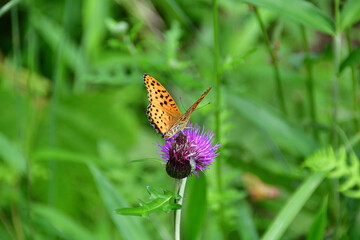 ツマグロヒョウモン（褄黒豹紋）のオス　埼玉県/5月