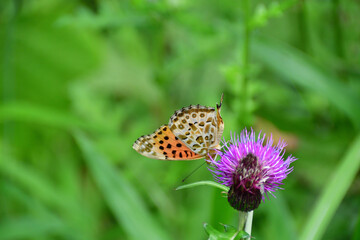 ツマグロヒョウモン（褄黒豹紋）のオス　埼玉県/5月