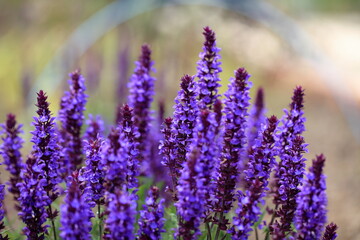 The flowers are starting to bloom