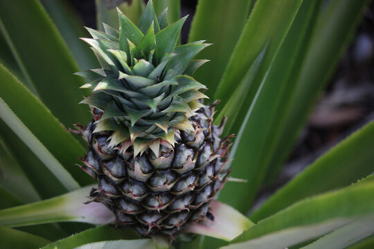 Key West Pineapple