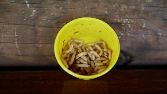 Closeup view 4k macro video of many alive fat ugly fly maggots crawling isolated in yellow small plastic box ready to use for fishing.  larvae of a meat fly - maggot on wooden background. 
