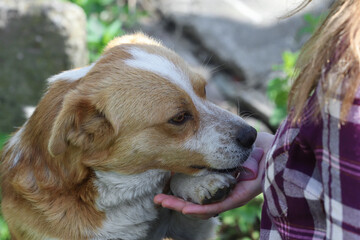 A senior dog licks a woman's palm. Portrait of a dog close up.
