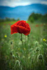 red poppy flower