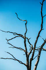 Dead tree in the blue sky