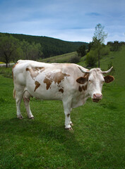 A cow with a world map pattern