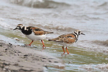 Ruddy Turnsones, Sandpiper family, on the beach looking for food, walking on pipe, pecking, flying and taking off