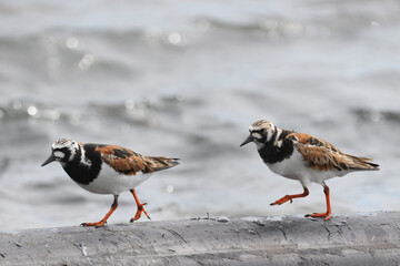 Ruddy Turnsones, Sandpiper family, on the beach looking for food, walking on pipe, pecking, flying and taking off