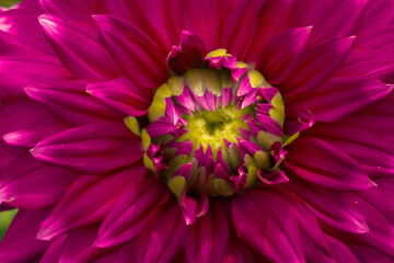 close up of pink dahlia