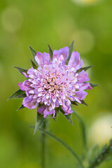 Closeup of a field scabious blossom (Knautia arvensis).