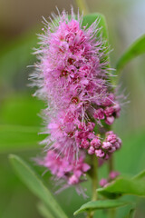 buddleaia davidii purple