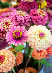 pink, purple and cream colored zinnias, close up