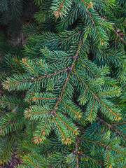 green spruce branch close up
