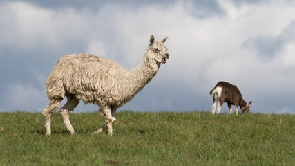 Fototapeta premium White Alpaca Standing on Grass