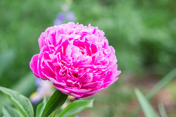 Pink peony in the garden. Beautiful spring flowers. Flower garden.