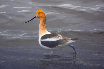 Avocets