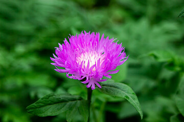 Obraz premium Cornflower in the garden. Beautiful spring flowers. Flower garden.