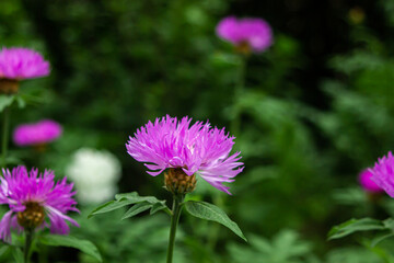 Cornflower in the garden. Beautiful spring flowers. Flower garden.